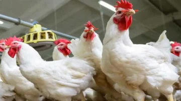 أسعار الفراخ البيضاء تنخفض إلى 55 جنيهاً في بورصة الدواجن وتأثيرها على السوق الاستهلاكي